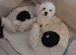 Bichons maltais a réservés