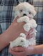 Bichons maltais a réservés