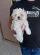 Bichons maltais de petite taille disponible.