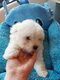 Bichons maltais de petite taille disponible.