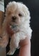 Bichons maltais a réservés