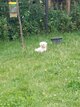 Bichons maltais de petite taille à réservés.
