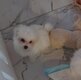 Bichons maltais de petite taille disponible.