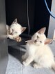 Siamois à vendre