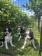 3 Adorables Chiots Border collie