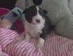 Chiots Border Collie avec pédigrée photo vidéo...