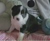 Chiots Border Collie avec pédigrée photo vidéo...