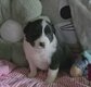Chiots Border Collie avec pédigrée 1mois