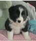 Chiots Border Collie avec pédigrée 5 semaines