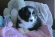 Chiots avec pédigrée 6 semaines