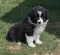 Chiots avec pédigrée 6 semaines
