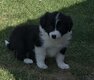 Chiots avec pédigrée 6 semaines