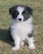 Chiots avec pédigrée 8 semaines