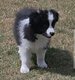 Chiots avec pédigrée 8 semaines