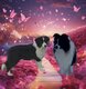 Chiots Border Collie avec pédigrée photo vidéo...