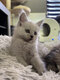 Main coon lignee shaded disponible de suite