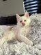 Main coon lignee shaded disponible de suite