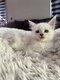 Main coon lignee shaded reste 1 femelle