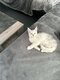 Main coon lignee shaded reste 1 femelle