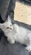Main coon lignee shaded reste 1 femelle