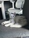 Main coon lignee shaded reste 1 femelle