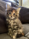 Main coon lignee shaded disponible de suite
