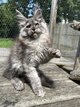 Chatons Maine Coon