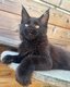 Chatons Maine Coon