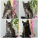 Chatons Maine Coon