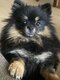 Chiots pomeraniens toys à venir