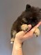 Chiots pomeraniens