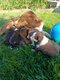 Chiots Border collie brun