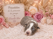 Magnifiques chiots border -collie