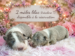 Magnifiques chiots border -collie