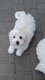 Chiot Coton de tuléar