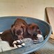 Chiots labrador pure race