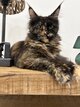 Maine coon femelle tortie