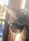 Femelle Maine Coon à vendre