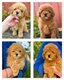 Magnifiques chiots caniche toy disponibles de...