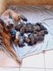 Chiot malinois a réserver