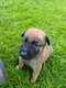 Chiot malinois a réserver