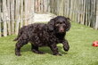 Magnifique chiot Choco mini Labradoodle, avec...