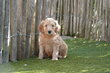 Magnifiques mini chiots Labradoodle (avec...