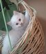 Vendre magnifique chatons Ragdoll Agrée