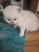 Vendre magnifique chatons Ragdoll Agrée