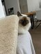 Chat à donner contre bons soins