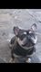 Bouledogue français mâle