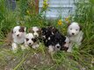 Chiots Berger Australien