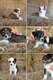 Chiots Berger Australien