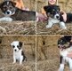 Chiots Berger Australien